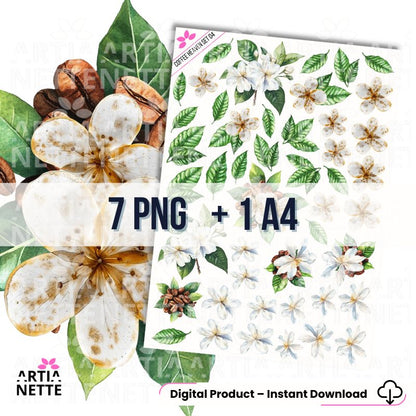 7 roślinnych Clipartów PNG (Set 04): Kwiaty i liście kawowca. Idealne do eleganckich, naturalnych projektów. Natychmiastowe pobieranie 300 DPI, coffee heaven kolekcja kawowa, papiery kawowe do scrapbookingu
